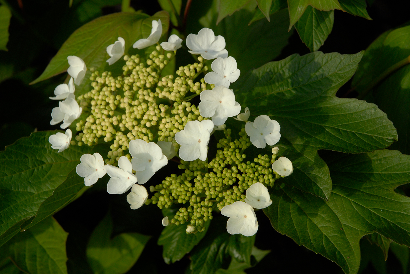 American cranberrybush viburnum (Viburnum trilobum)