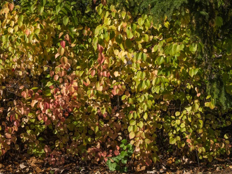 Autumn Jazz (Viburnum dentatum 'Ralph Senior')