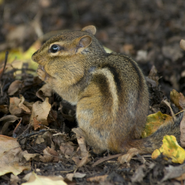 chipmonk