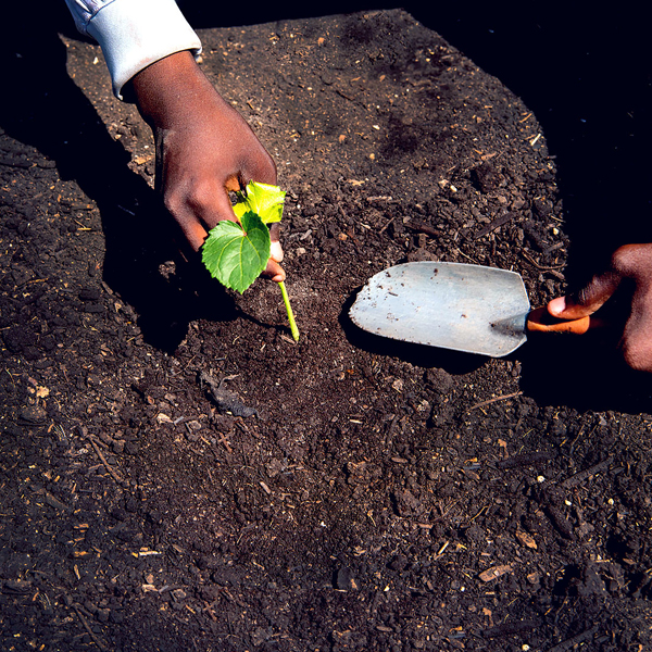 compost soil