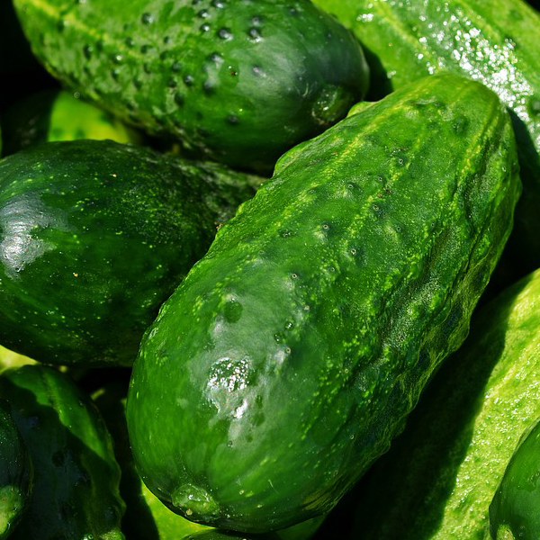 cucumber