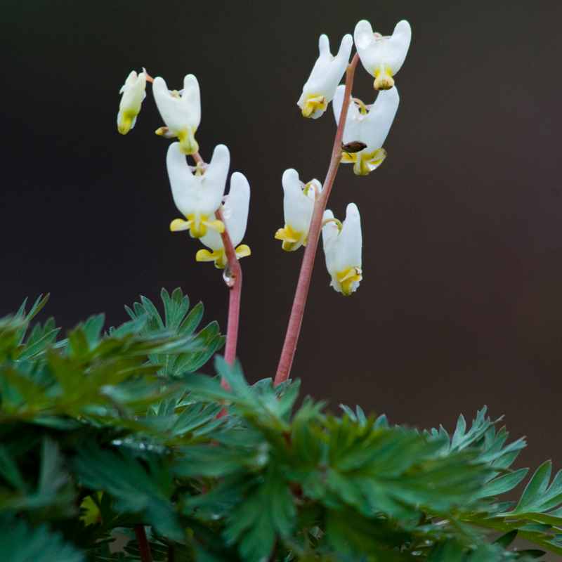 Dutchman's Breeches