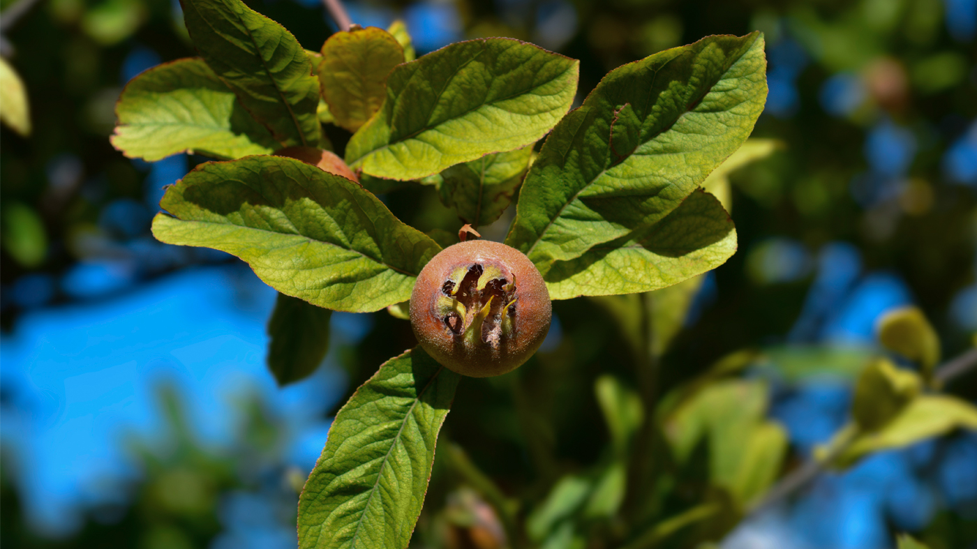 PHOTO: Medlar fruit