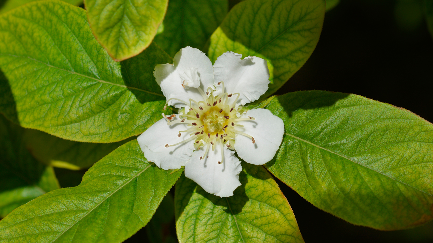 PHOTO: Medlar bloom