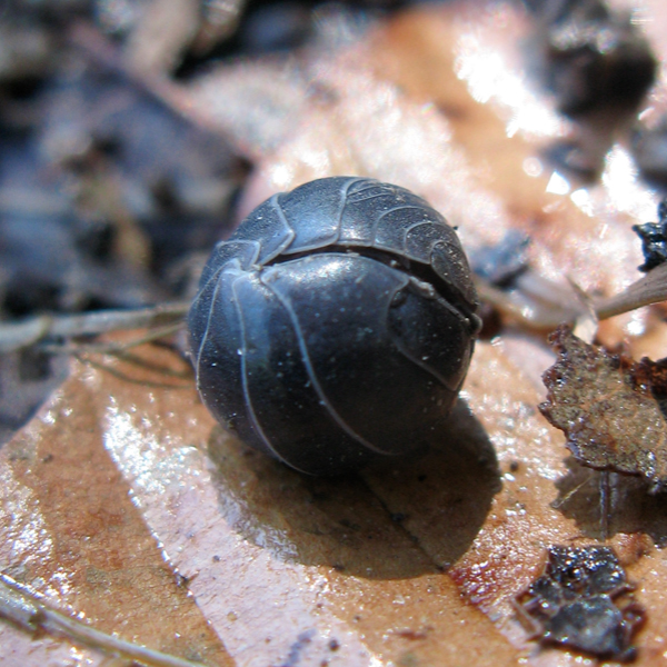 Pill bug