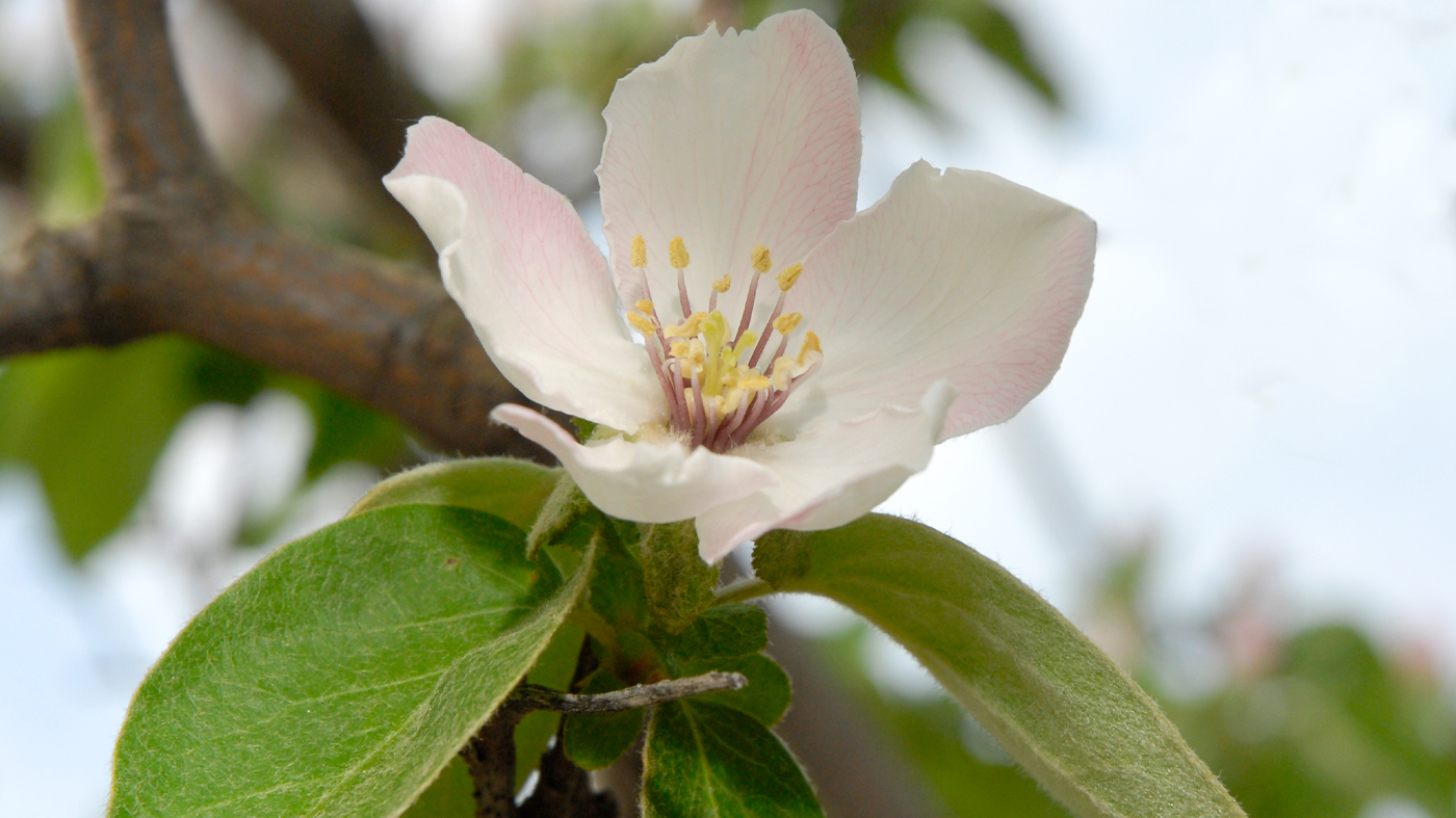 Smyrna quince