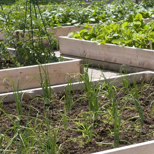 raised beds