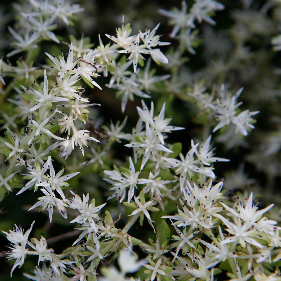 Sedum ternatum