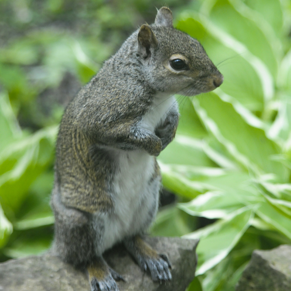 squirrel