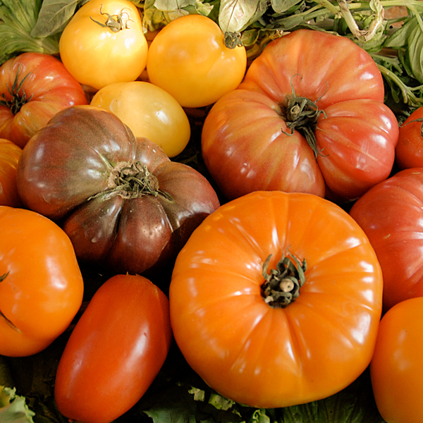 Tomatoes various colors