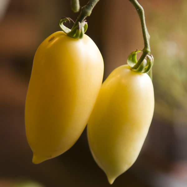 Tomato Cream Sausage (Solanum lycopersicum)