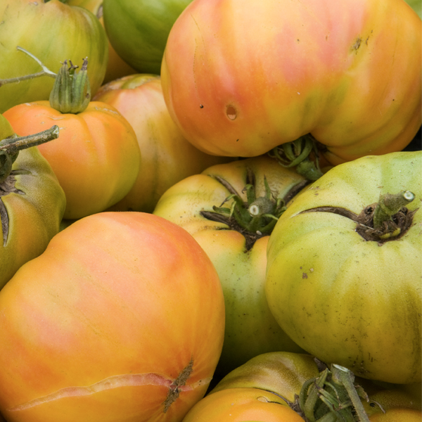 Tomato (Lycopersicon lycopersicum) 'Kellogg's Breakfast'