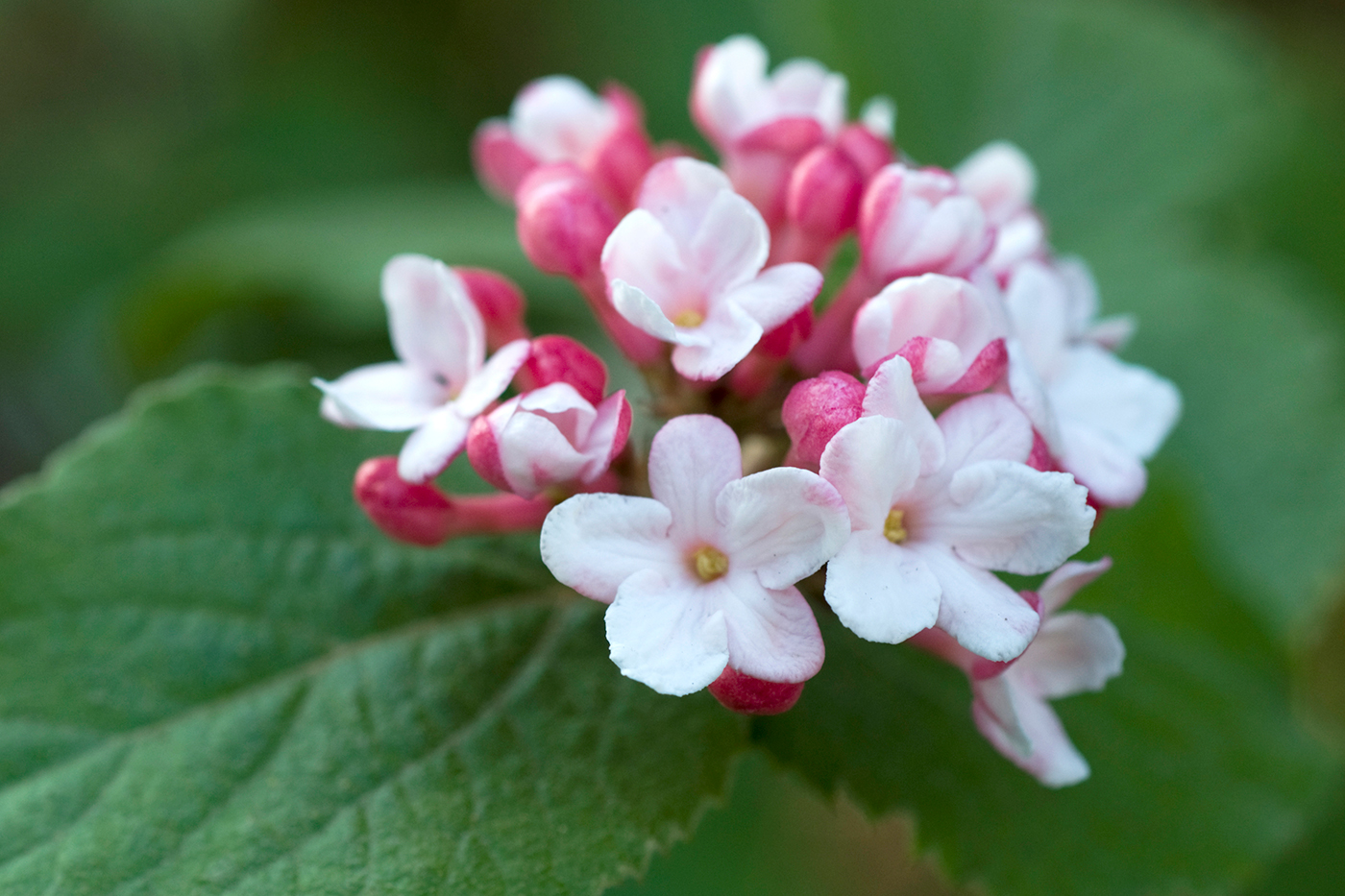 Korean spice viburnum (Viburnum carlesii )