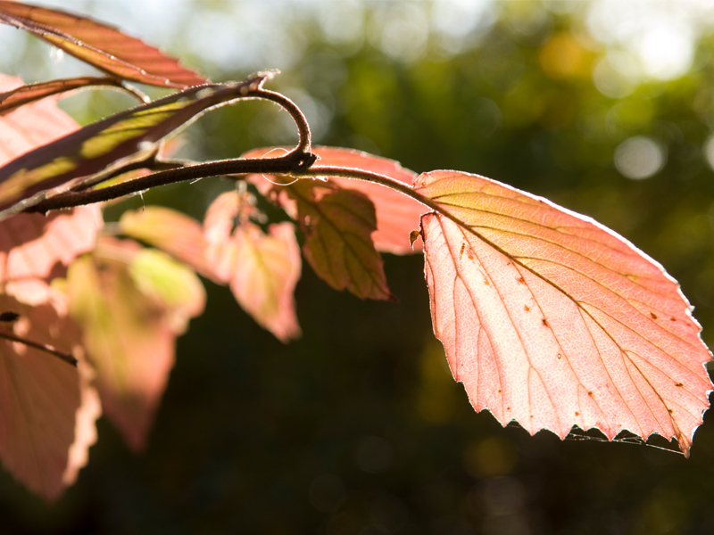 Northern Burgundy (Viburnum dentatum 'Morton')