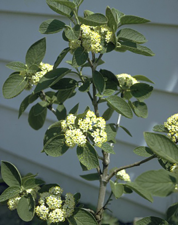 Viburnum Dentatum Wayfaring tree (Viburnum lantana)