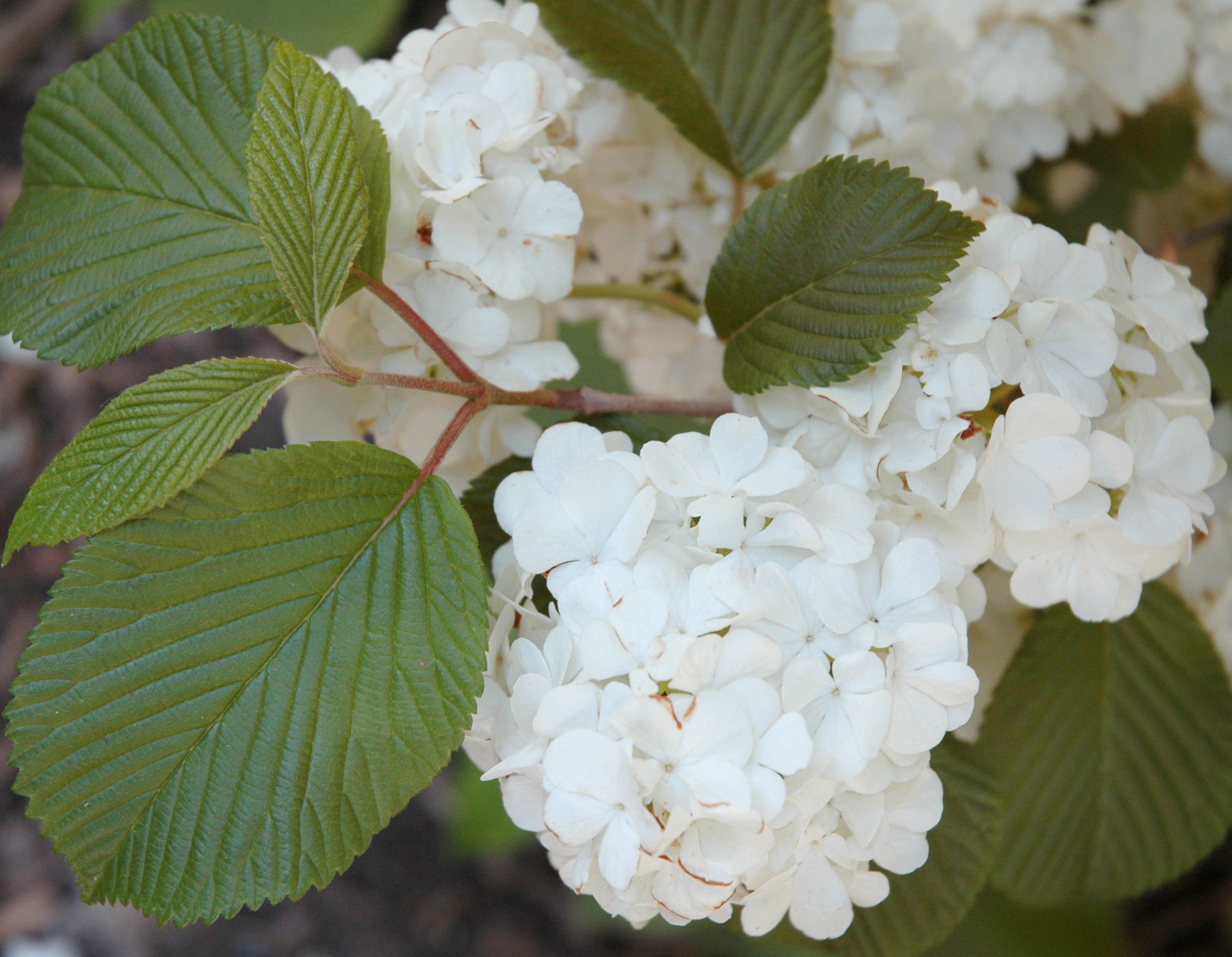 Doublefile viburnum (Viburnum plicatum f. tomentosum)