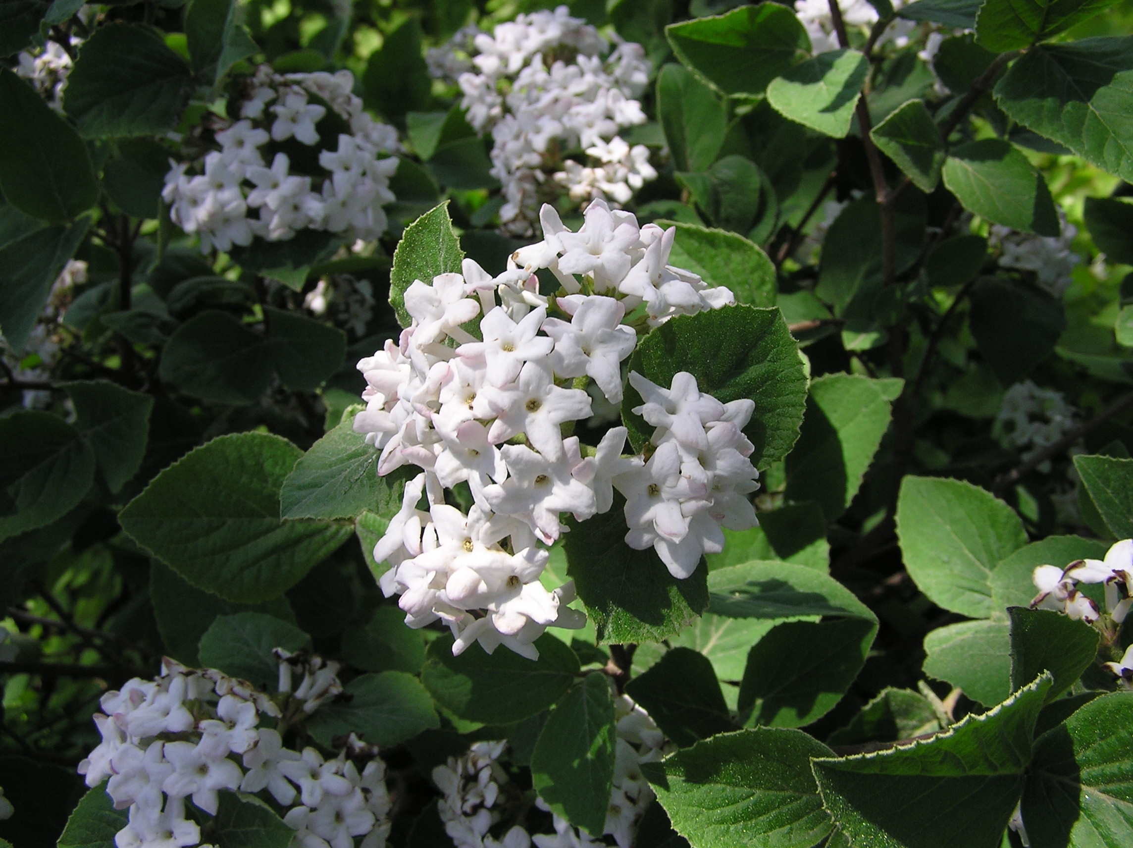 Judd hybrid viburnum (Viburnum x juddii )