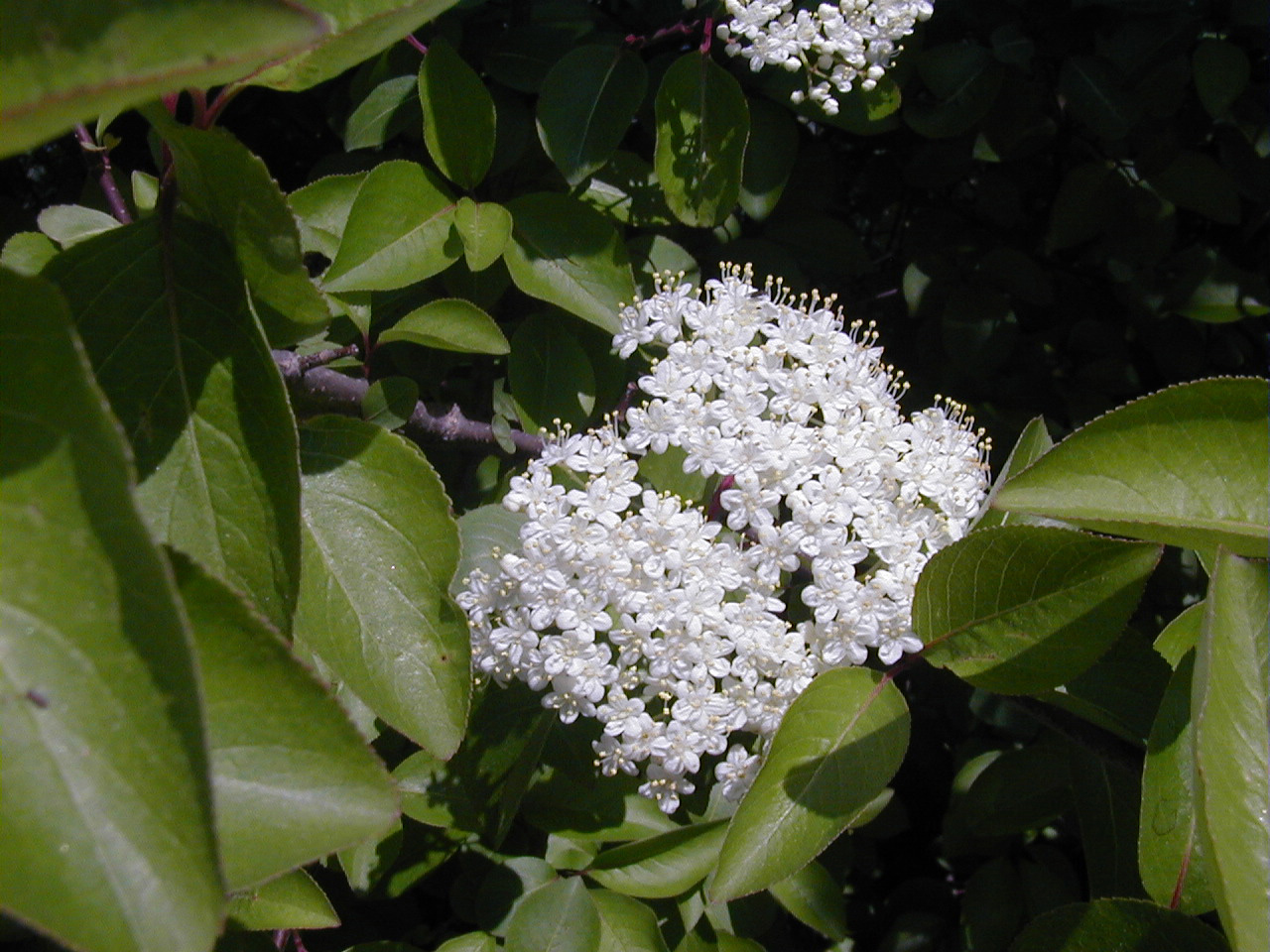 Blackhaw (Viburnum prunifolium)