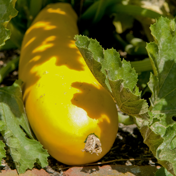 Zucchini cucurbita pepo goldrush