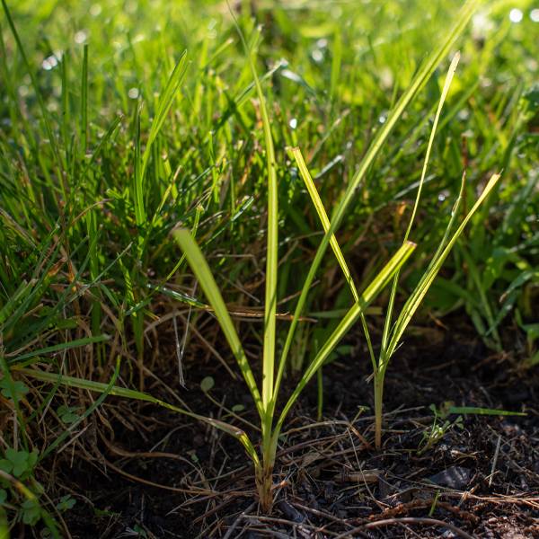 Weed: Yellow nutsedge Cyperus esculentus