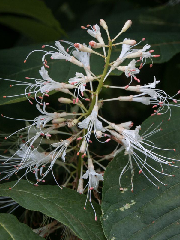 Bottlebrush Buckeye Aesculus parviflora