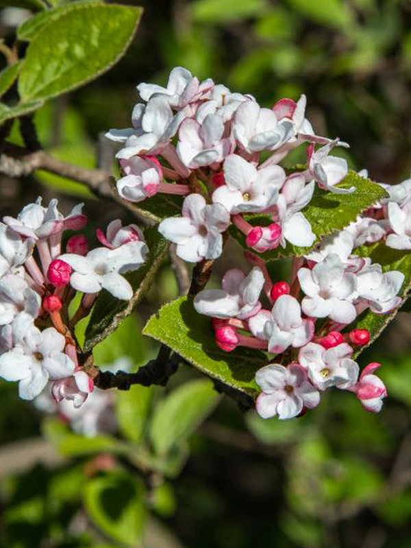 Korean spice viburnum (Viburnum carlesii )