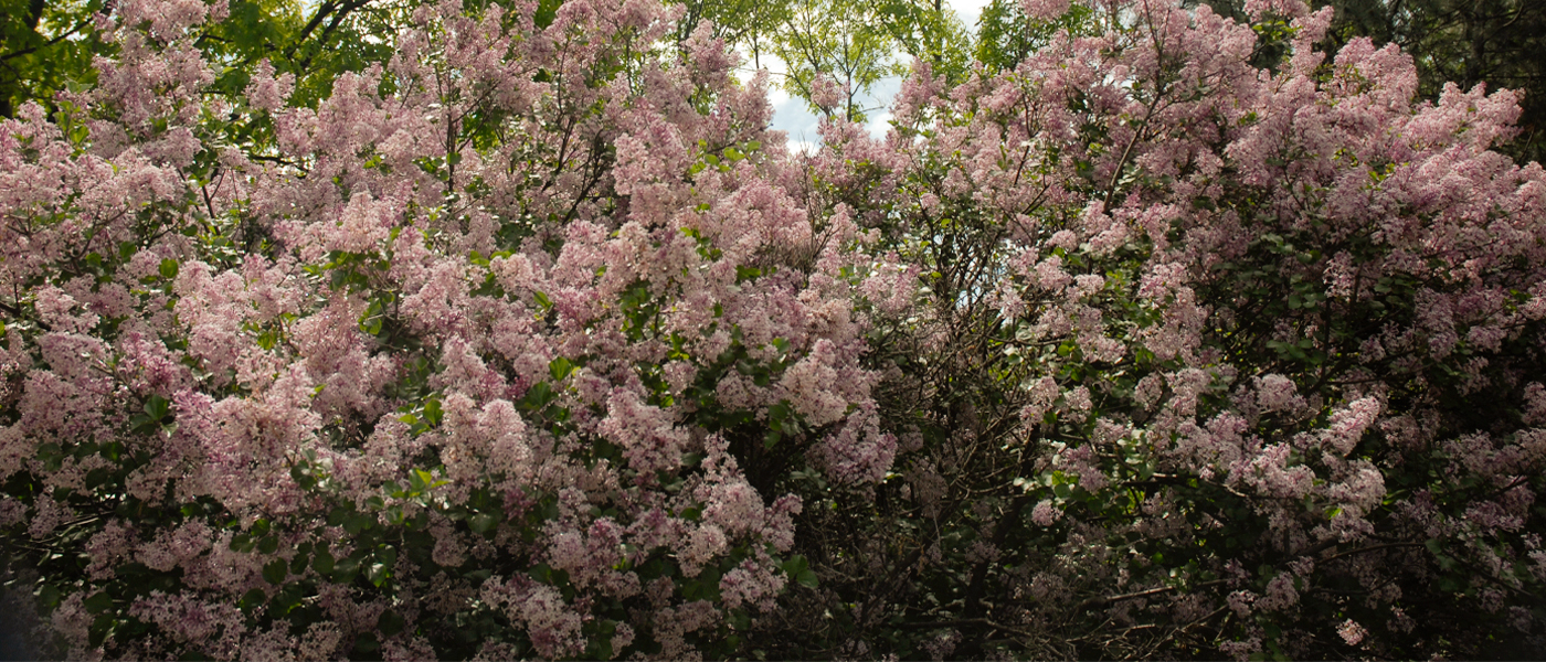 Lilac