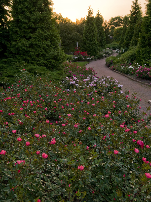 Rose garden sunset