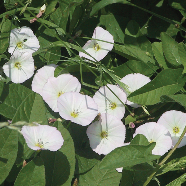 Bindweed Convolvulus arvensis