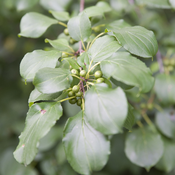 Buckthorn Rhamnus cathartica