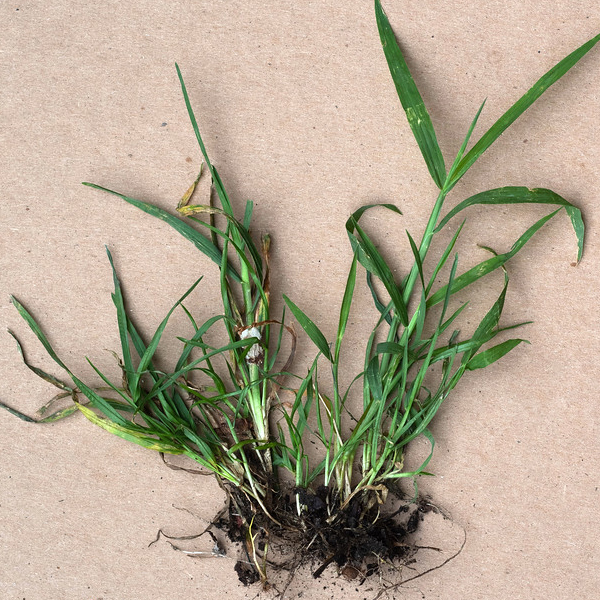 Weed: crabgrass