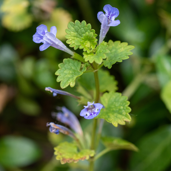 Weed: Creeping Charlie Glechoma hederacea