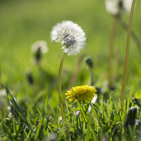 Weed: Dandelion