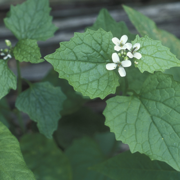 Weed: Garlic mustard Alliaria petiolata