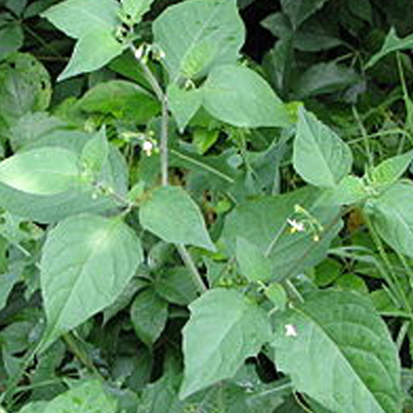 Weed: Nightshade Solanum nigrum