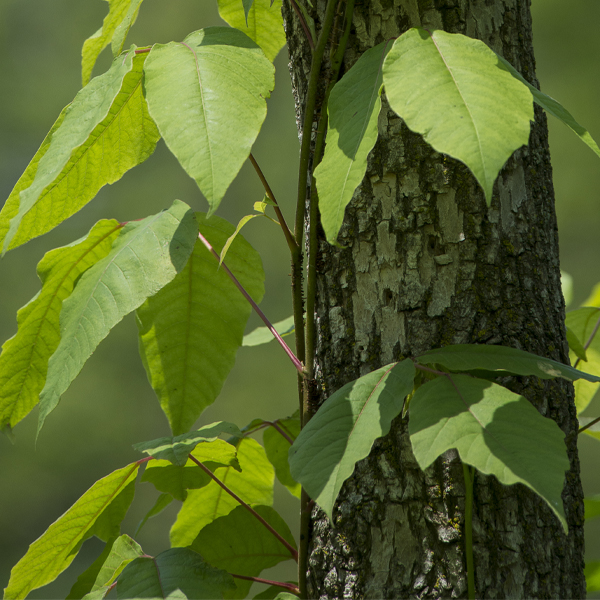 Weed: Poison Ivy