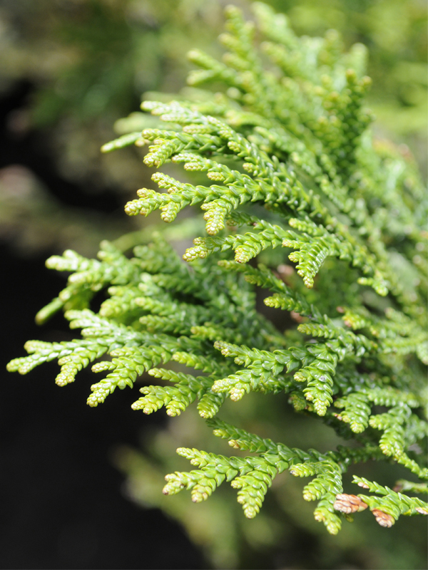 Western Red Cedar Thuja plicata ‘Green Giant’