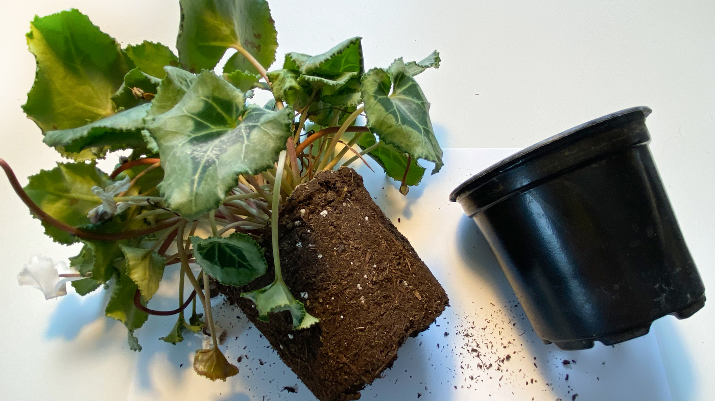 Cyclamen with dry soil