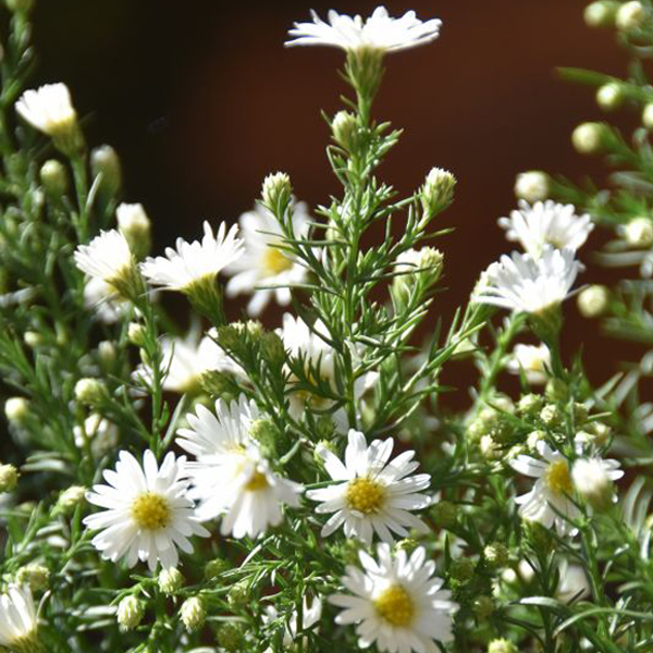 Monte Cassino aster (Symphyotrichum pilosum var. pringlei 