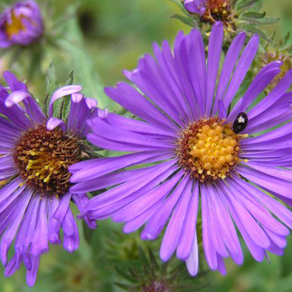 New England aster (Symphyotrichum novae-angliae)