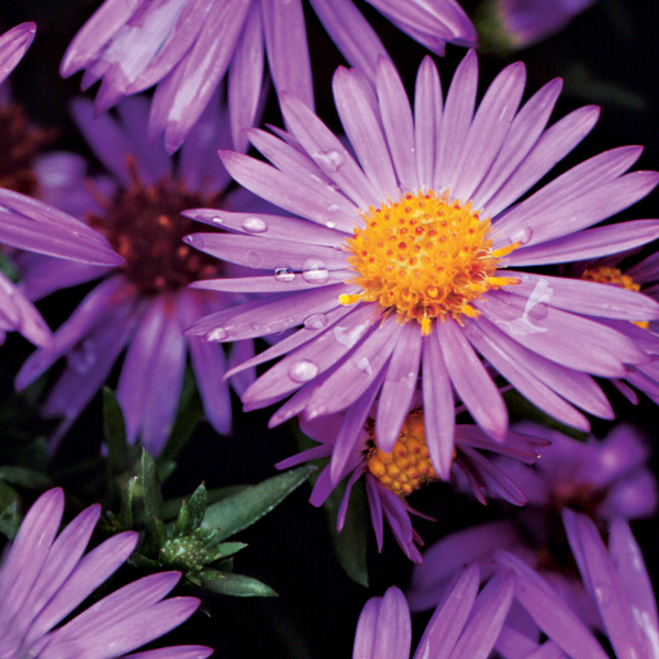 New York aster (Symphyotrichum nova-belgii 'Henry III')