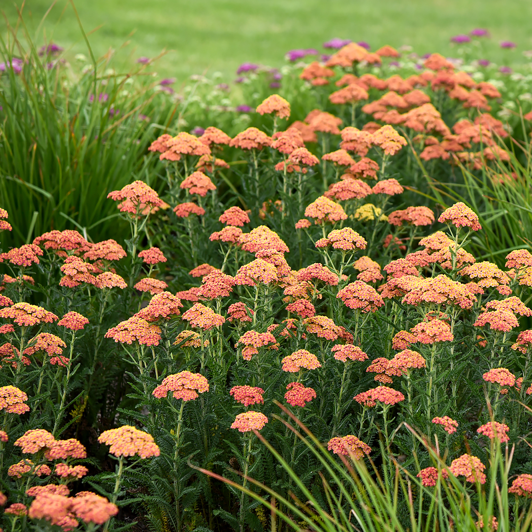 Achillea ‘Firefly Peach Sky’ Yarrow – Photo courtesy of Walters Gardens