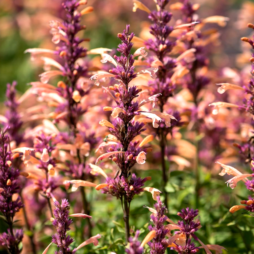 Agastache ‘Queen Nectarine’ (Meant to Bee)
Hyssop