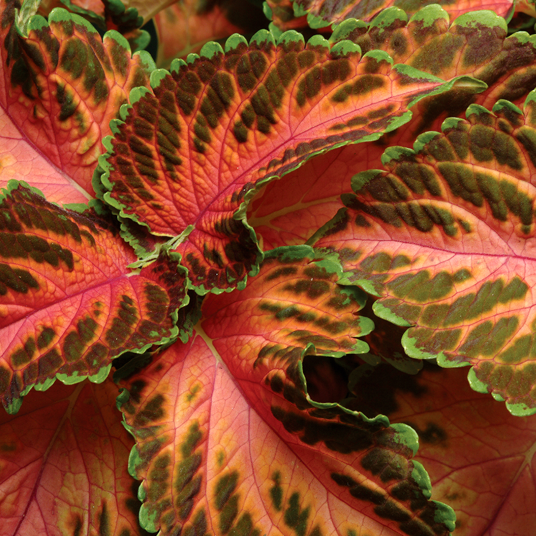 Solenostemon scutellarioides ‘Wizard Coral Sunrise’ Coleus – Photo courtesy of PanAmerican Seed