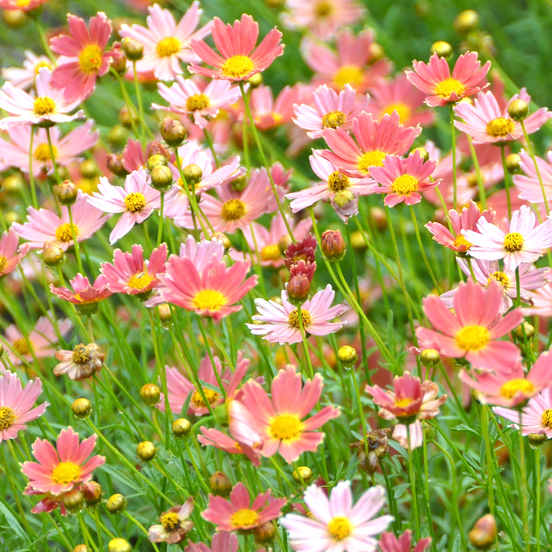 Coreopsis ‘Novcocar' (CRÈME CARAMEL)Coreopsis