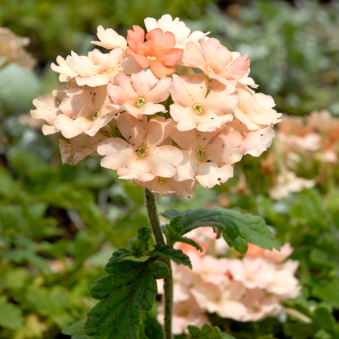 Verbena × hybrida 'Lan Peachy' Verbena