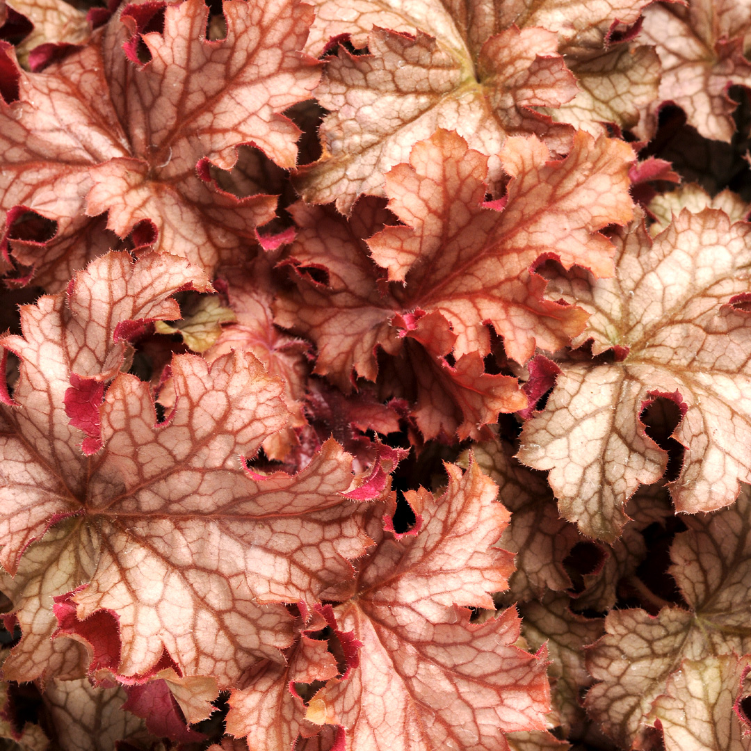 Heuchera ‘Carnival Peach Parfait’
Alumroot – Photo courtesy of Darwin Perennials