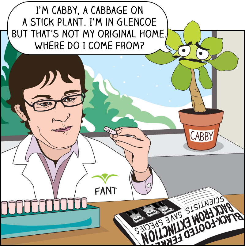 Plantcestry