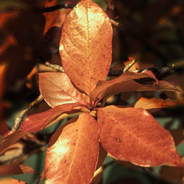 Black gum (Nyssa sylvatica)