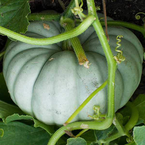 Jarrahdale Australian Blue (Cucurbita maxima ‘Jarrahdale’)